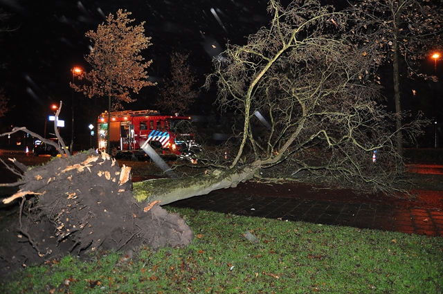 Grote boom op wegdek aan de Akkerlaan Waalwijk