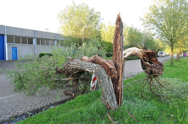 Boom op wegdek aan de Zanddonkweg Waalwijk