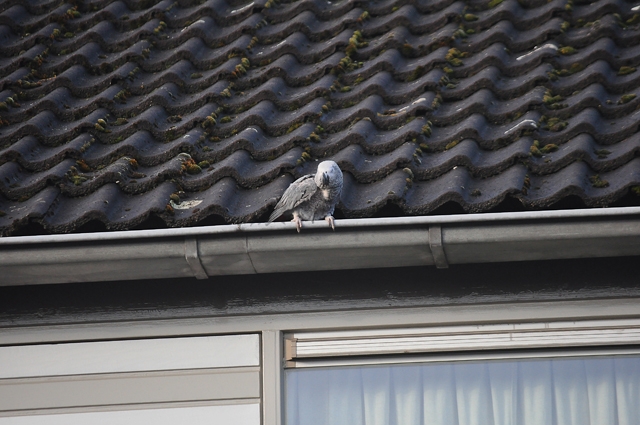 Brandweer Waalwijk doet vergeefse poging om vermiste papegaai te redden: ,,Het is echt mijn alles”