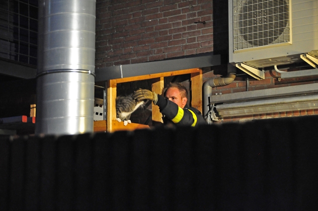 Brandweer redt vermiste kat in Waalwijk