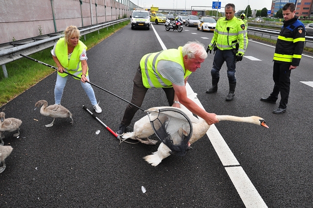 Zwanenfamilie gaat niet aan de kant voor auto’s op de A59 bij Waalwijk
