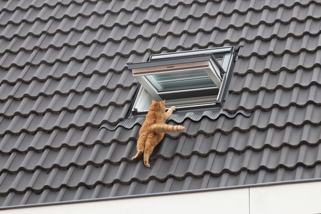 Brandweer redt kat van dak aan de Gerard Knuvelderstraat Waalwijk
